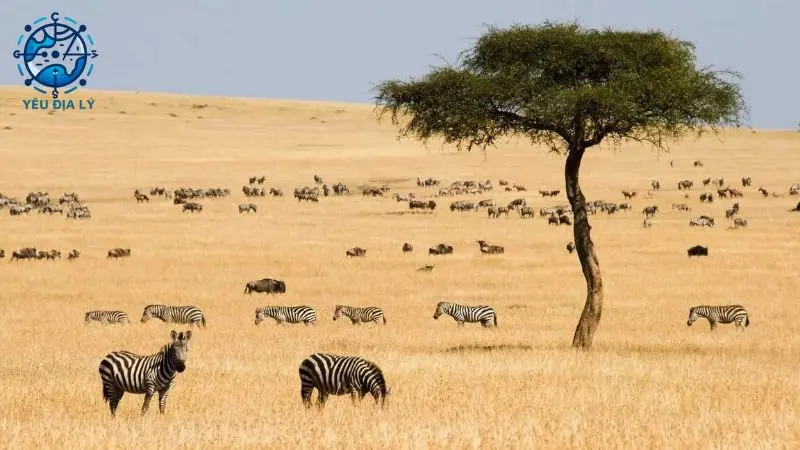 he-sinh-thai-savanna