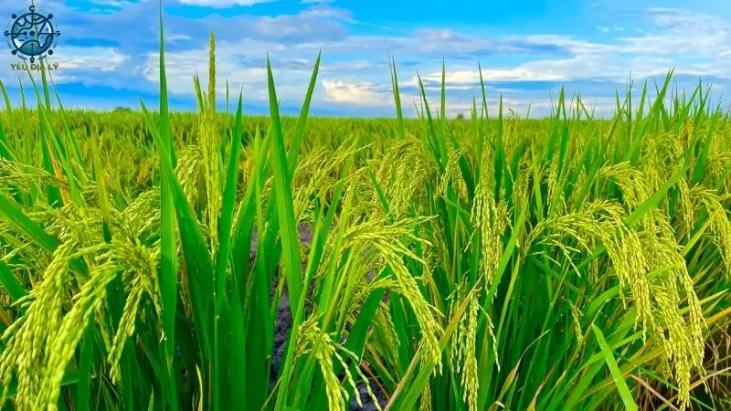 Vùng sản xuất nông nghiệp Châu Á - 2