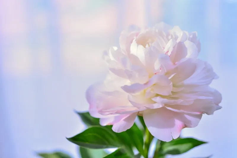 Ngắm nhìn vẻ đẹp kiêu sa của ảnh hoa mẫu đơn đẹp nhất