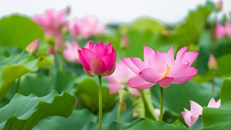 Tận hưởng vẻ thanh khiết từ hình ảnh hoa sen đầy thơ mộng