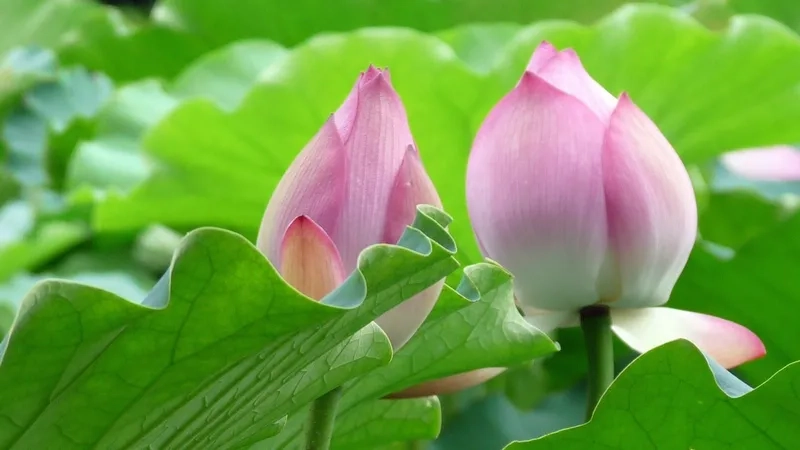 Lưu giữ khoảnh khắc với tải ảnh hoa sen đẹp nhất
