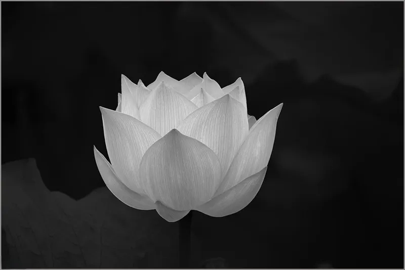 Khám phá nét huyền bí với ảnh hoa sen đen đầy ấn tượng