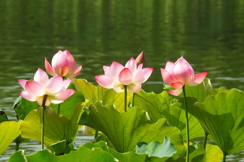 Sự thuần khiết toát lên từ hình ảnh hoa sen đẹp
