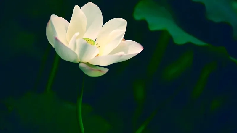 Nổi bật nét tinh tế với ảnh hoa sen nền đen độc đáo
