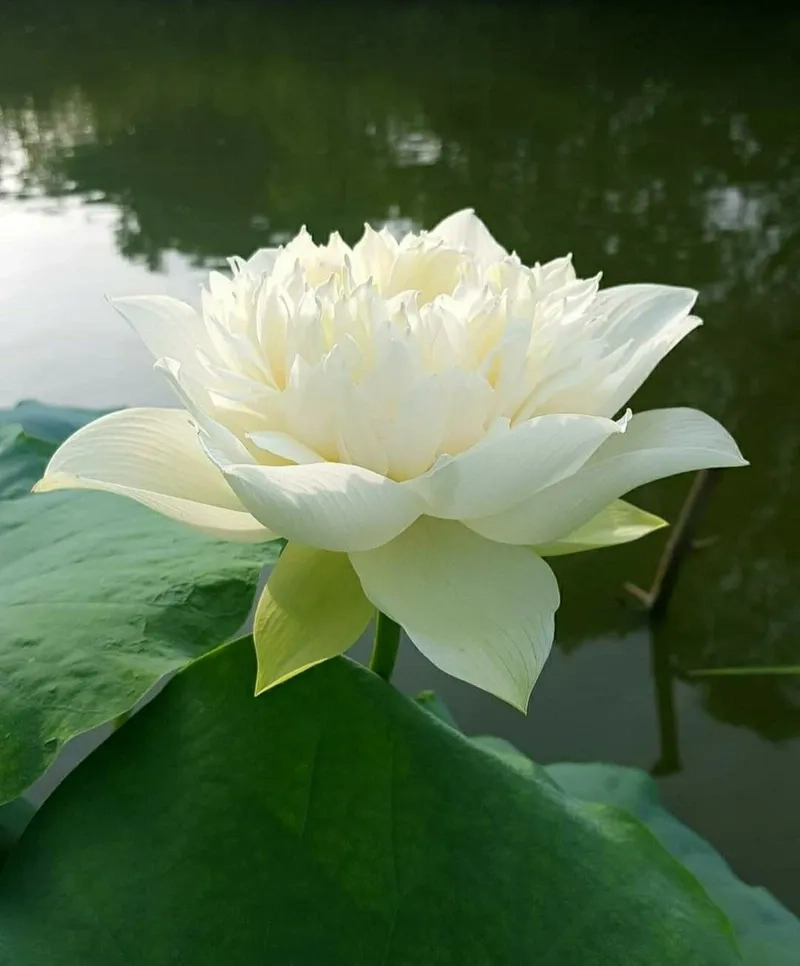 Chiêm ngưỡng sự thanh khiết qua hình ảnh hoa sen trắng