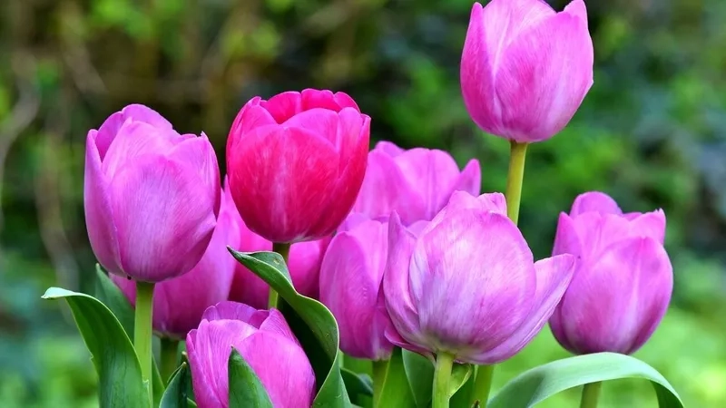Tận hưởng vẻ đẹp rực rỡ với tải ảnh hoa tulip đẹp nhất