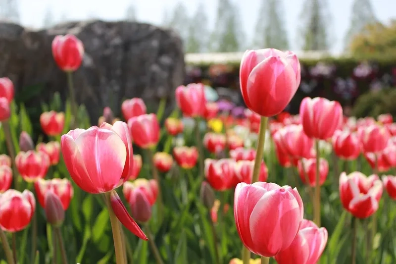 Thư giãn cùng ảnh hoa tulip chill đầy sắc màu nhẹ nhàng