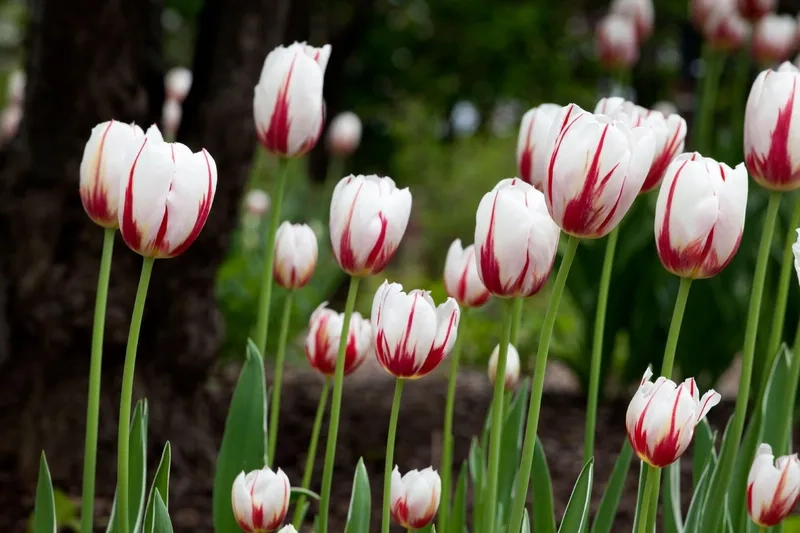 Chiêm ngưỡng bộ sưu tập ảnh hoa tulip đẹp lung linh