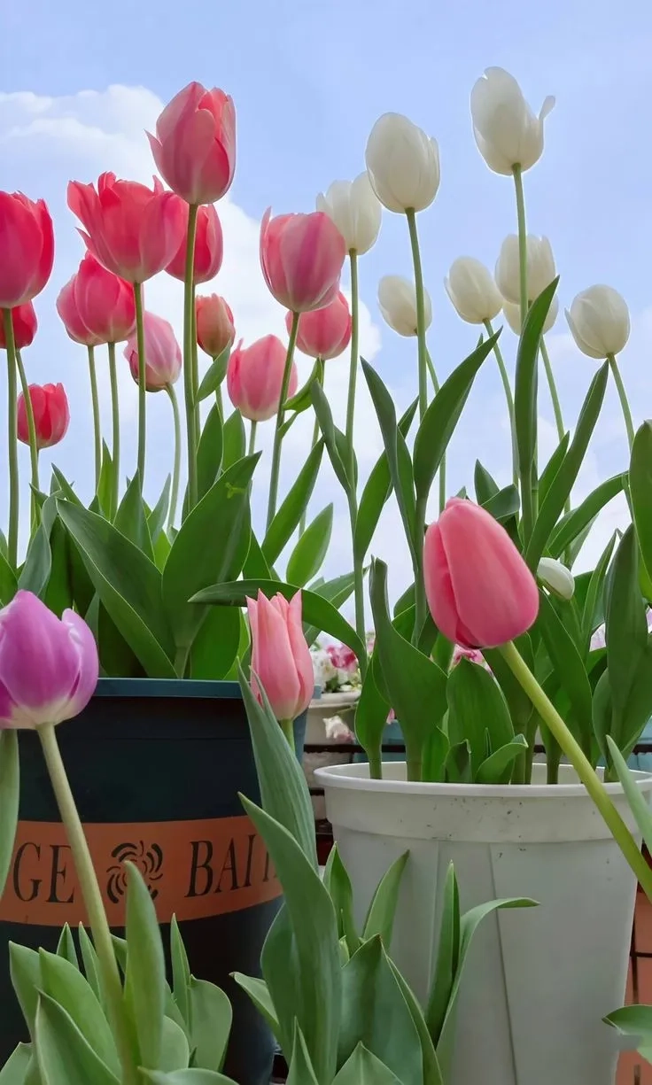 Khám phá thiên đường hoa qua ảnh vườn hoa tulip lộng lẫy