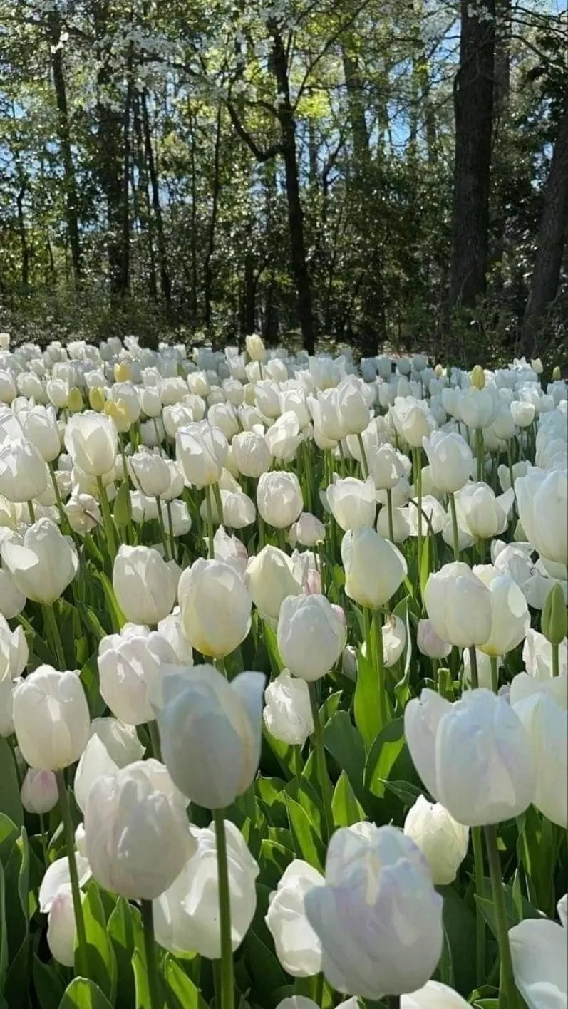 Trang trí màn hình với ảnh hoa tulip hình nền rực rỡ sắc xuân