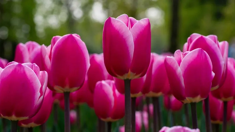 Khởi đầu ngày mới với ảnh hoa tulip sáng tràn đầy sức sống