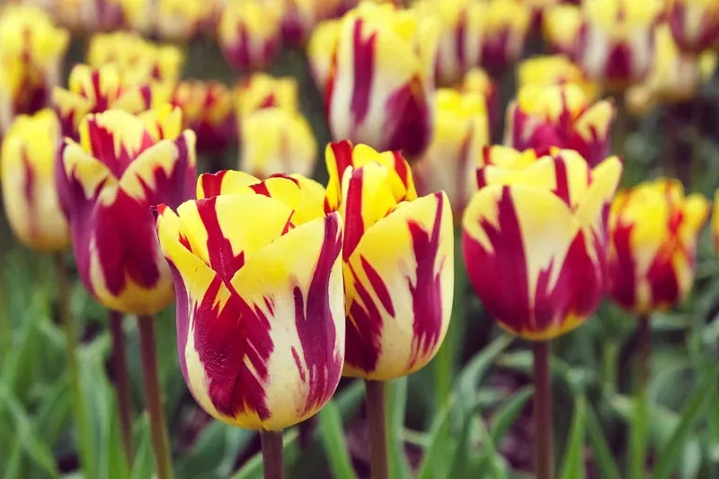 Khám phá xu hướng mới với ảnh hoa tulip Pinterest đẹp nhất