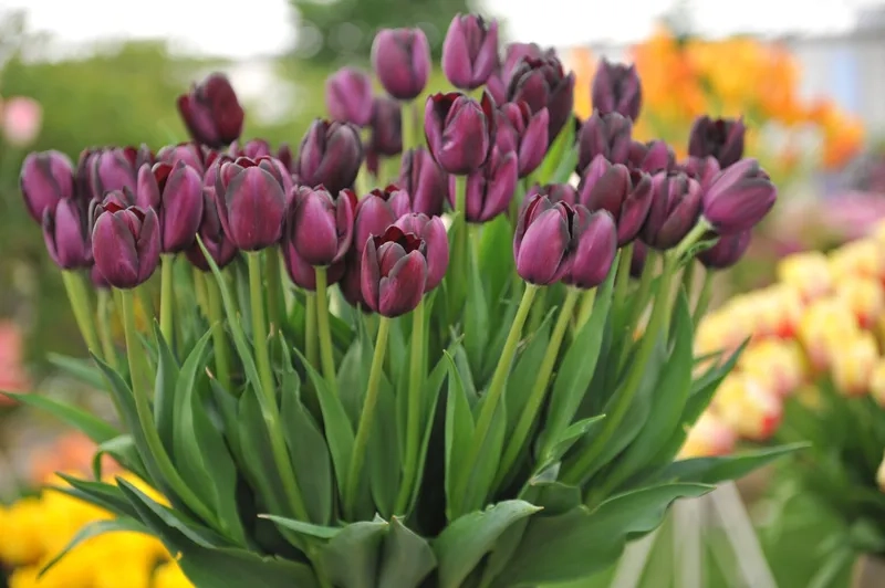 Ngắm nhìn vẻ đẹp thanh tao với ảnh hoa tulip đẹp nhất