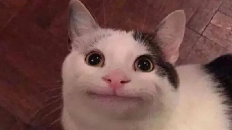 Đổi ngay ảnh đại diện meme hài để gây ấn tượng mạnh
