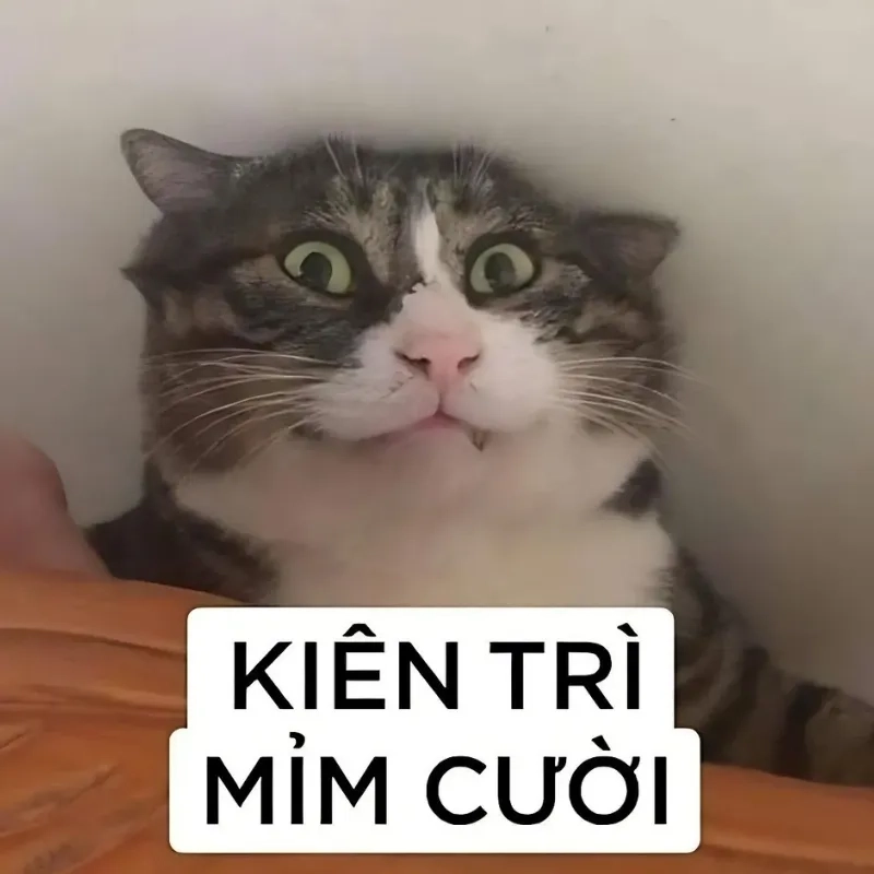 Cười xỉu với loạt mèo meme hài hot nhất trên mạng