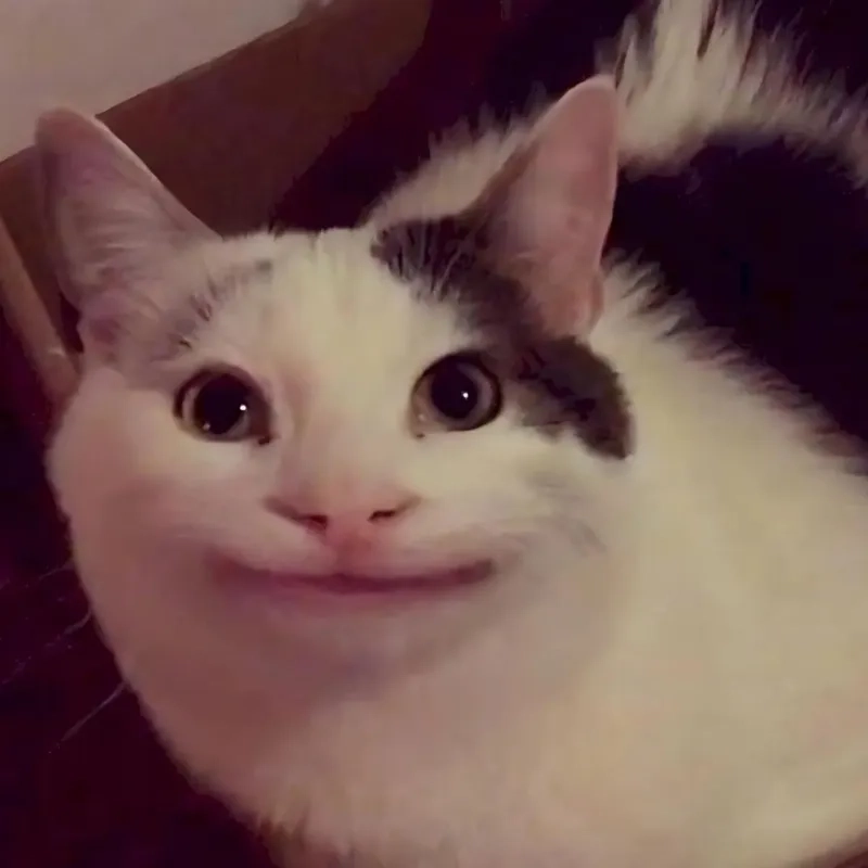 Tải ngay mèo meme hài gốc chất lượng cao siêu nét