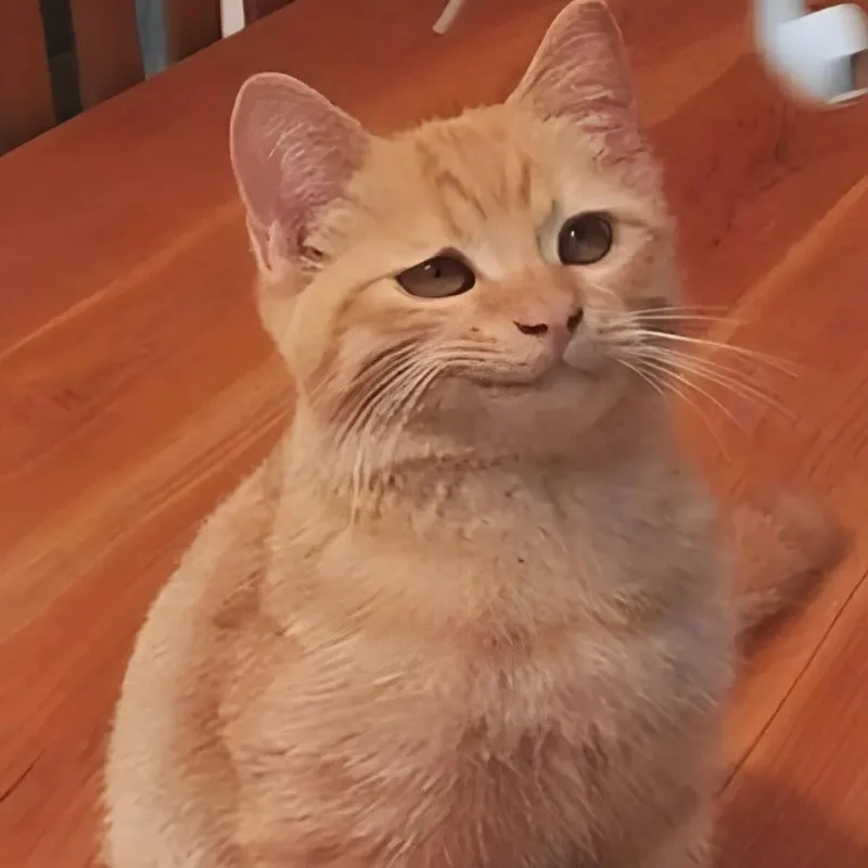 Bộ sưu tập ảnh mèo meme hài vui nhộn giúp bạn giải trí