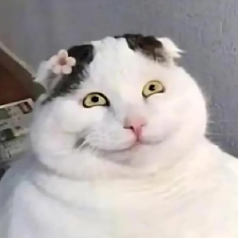Khám phá ngay loạt ảnh mèo meme hài hước siêu lầy