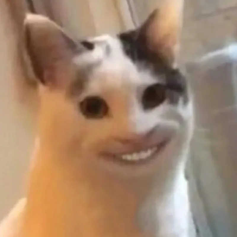Thích cười thì xem ngay meme hài hước mèo chất nhất
