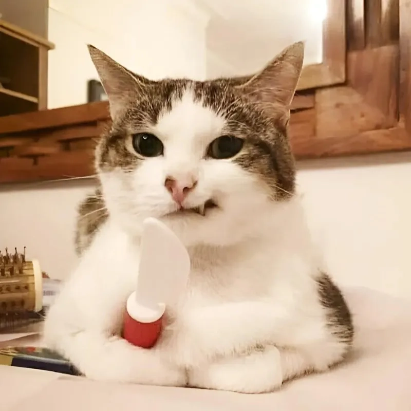 Cập nhật hình meme hài mèo mới nhất để chia sẻ cùng bạn bè