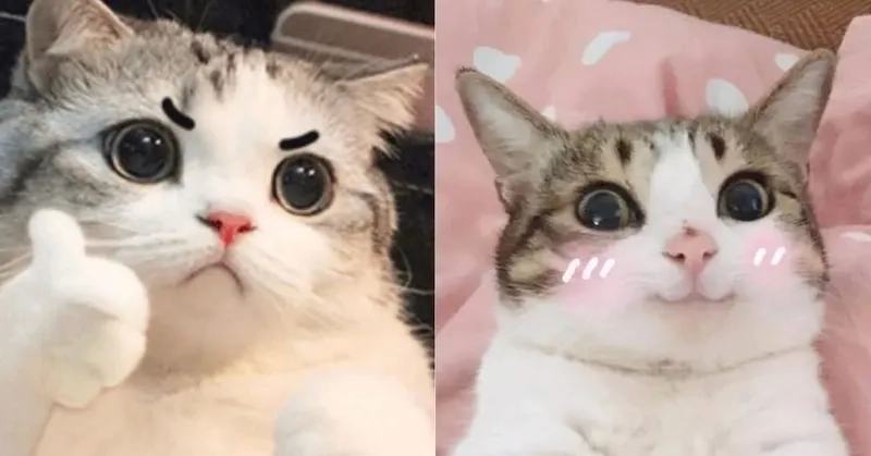 Bộ sưu tập ảnh mèo ảnh meme mèo siêu đáng yêu