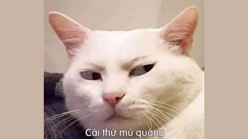 Xem ngay ảnh meme mèo vô tri cực bựa