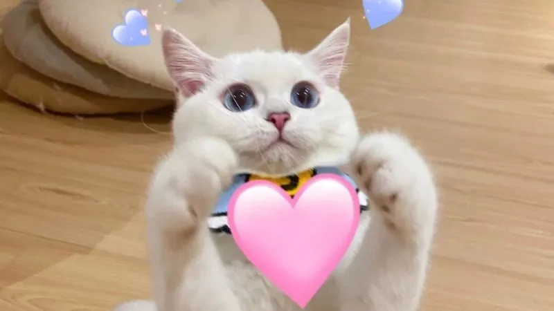Tuyển chọn ảnh meme mèo hài hot nhất