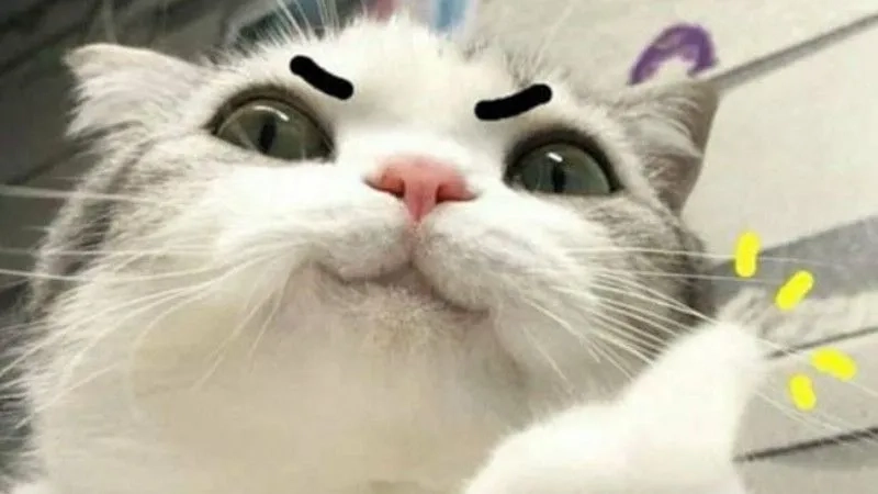 Tổng hợp ảnh meme mèo dễ thương cười đau bụng