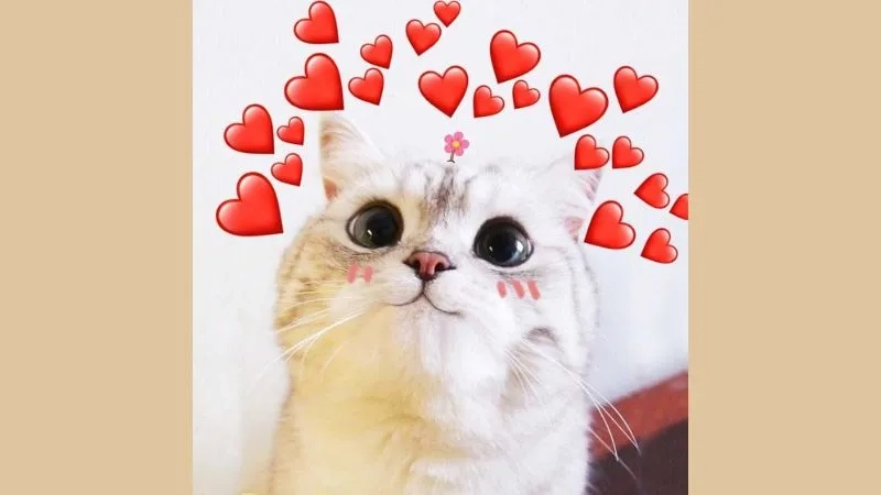Chia sẻ ngay ảnh meme mèo tom siêu hài