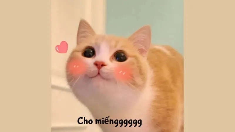 Xem ngay mèo ảnh meme mèo cực dễ thương