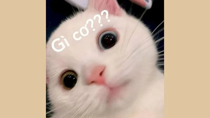 Xem ngay hình ảnh meme mèo đáng yêu khó cưỡng