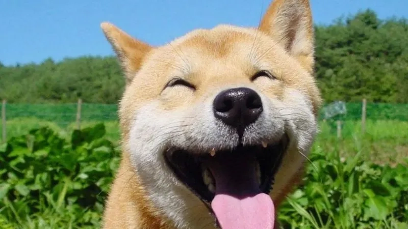 Những meme hài chế cực chất giúp bạn giải trí cả ngày