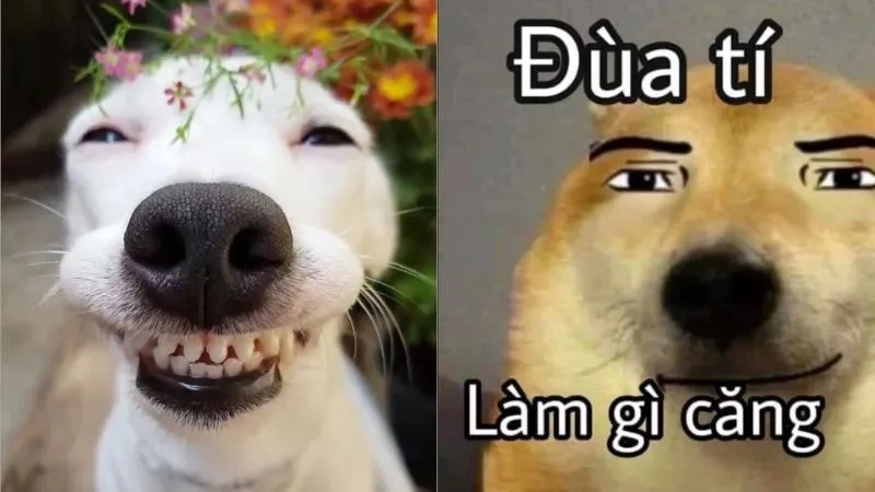 Không thể nhịn cười với loạt chế bựa meme hài hot nhất