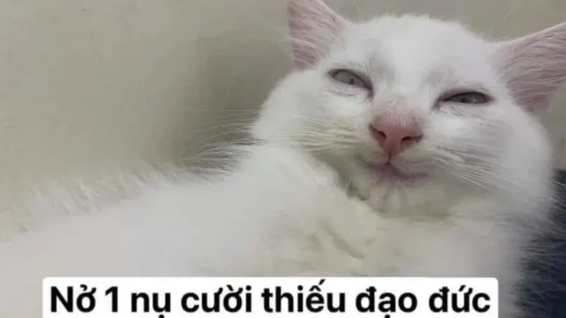 Xem ngay ảnh chế meme hài hước để cười sảng khoái cả ngày