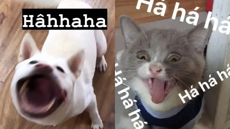 Thích hài hước thì không thể bỏ qua chế hài chế ảnh meme hài