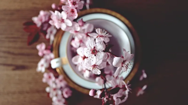 Sắc hồng tinh khôi từ hình ảnh hoa đào đẹp