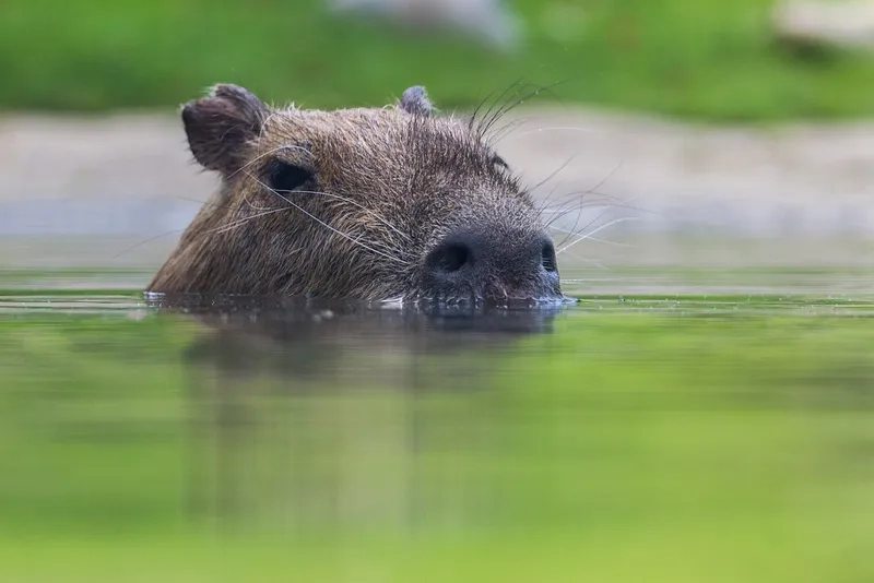 Khám phá thế giới động vật với cute capybara pet siêu dễ thương