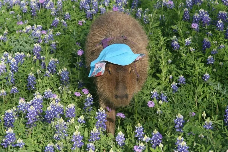 Làm mới desktop với hình nền máy tính đẹp cute capybara