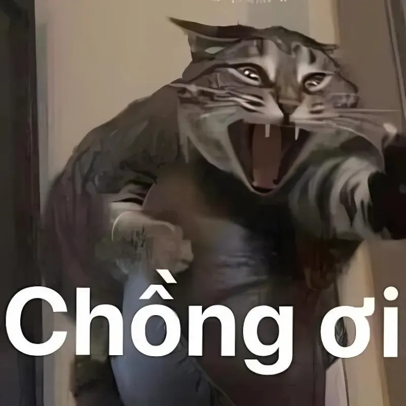 Cười sảng với meme ảnh mèo bựa siêu lầy lội