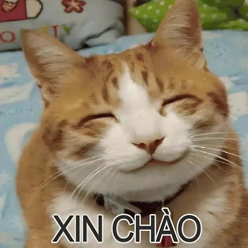Tuyển tập mèo bựa meme khiến ai cũng phải bật cười
