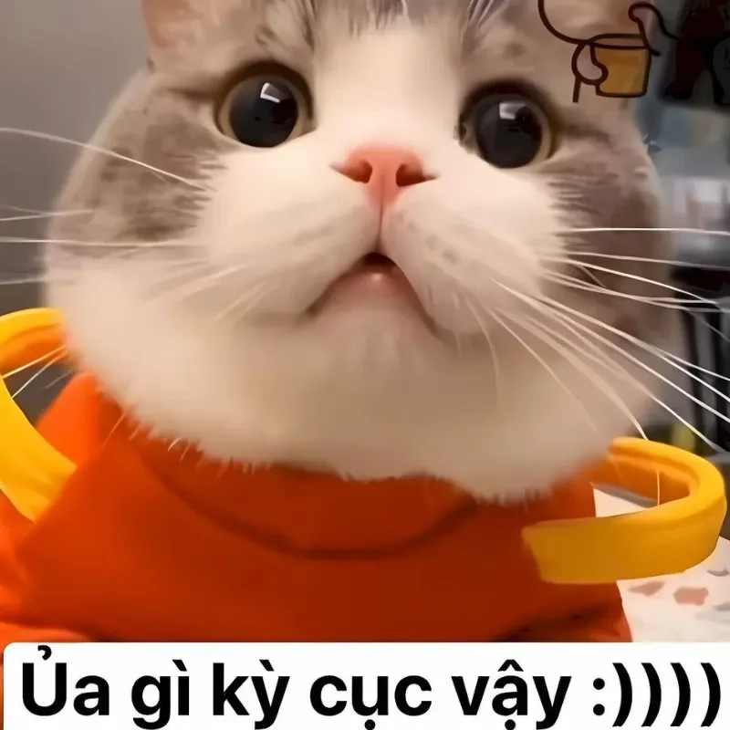 Loạt bựa meme mèo bựa hot nhất mạng xã hội
