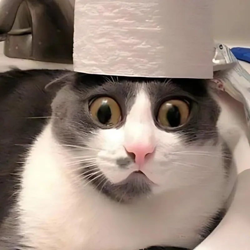 Xem ngay ảnh hài meme mèo bựa siêu vui nhộn