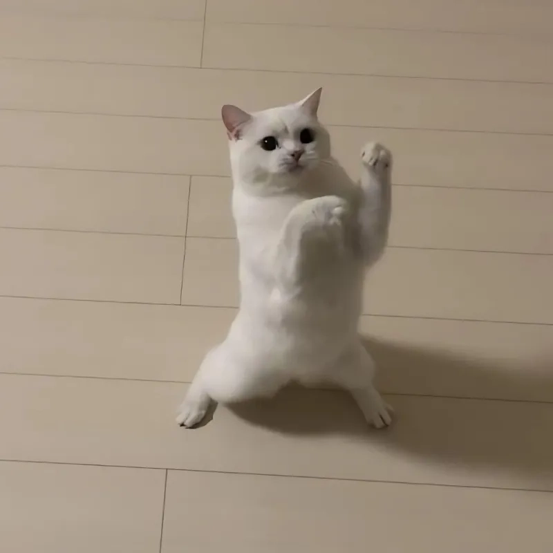 Bộ sưu tập ảnh meme mèo bựa hài hước nhất