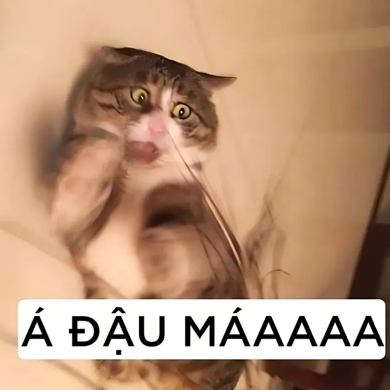 Chia sẻ ngay meme ảnh mèo bựa cute dễ thương khó cưỡng