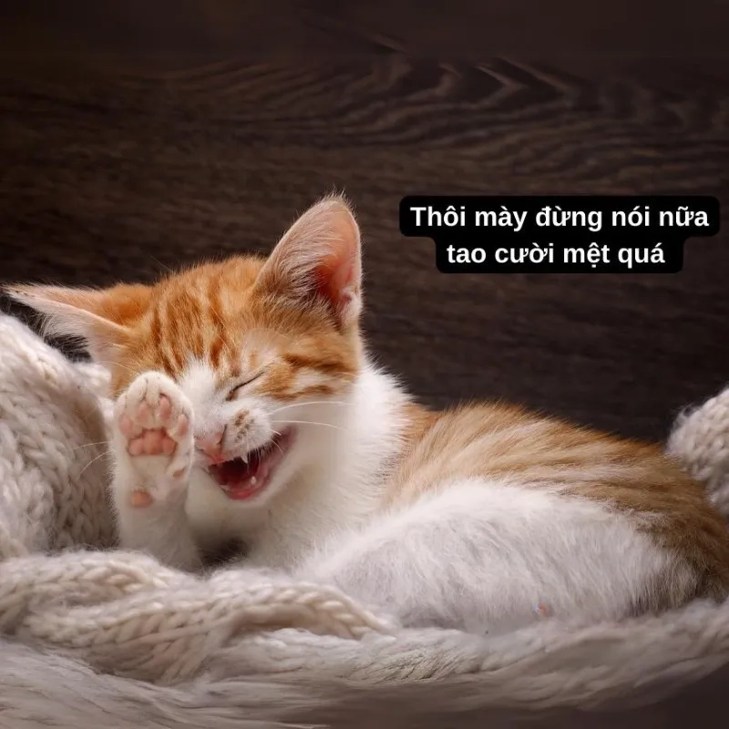 Tổng hợp cute ảnh chế meme mèo bựa cười vỡ bụng
