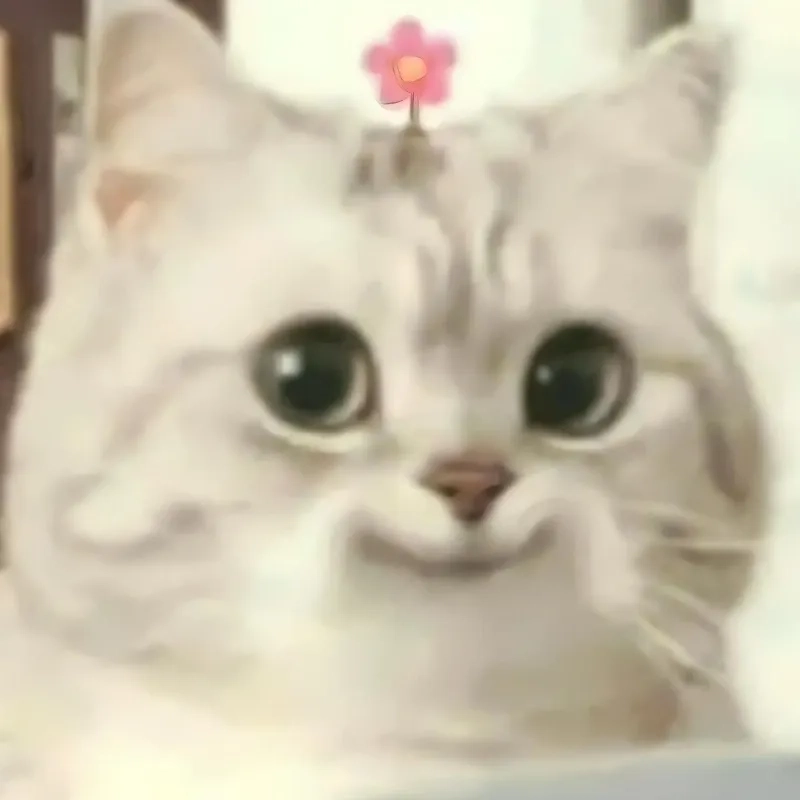 Đổi ngay avatar meme mèo bựa chất lừ