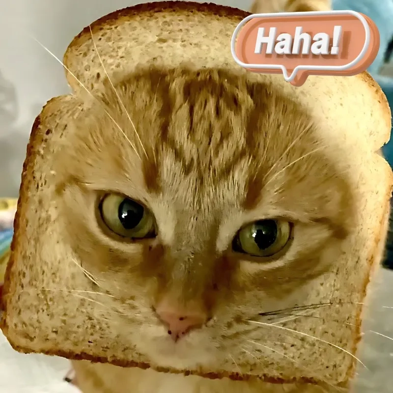 Loạt meme mèo cười đểu khiến bạn không nhịn được cười