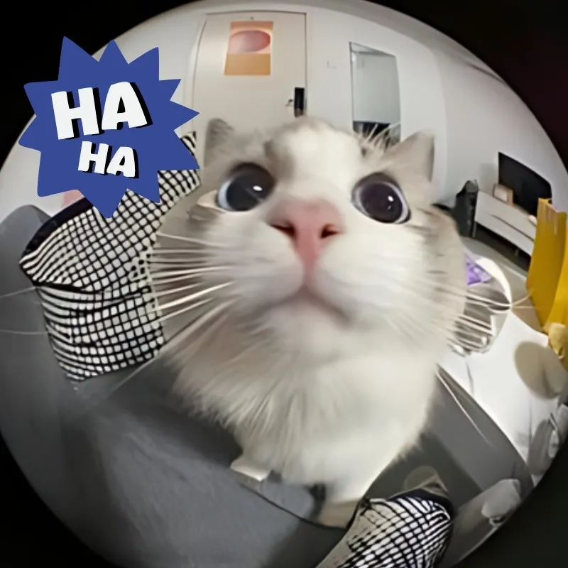Tuyển tập meme mèo cười nhe răng cực lầy lội