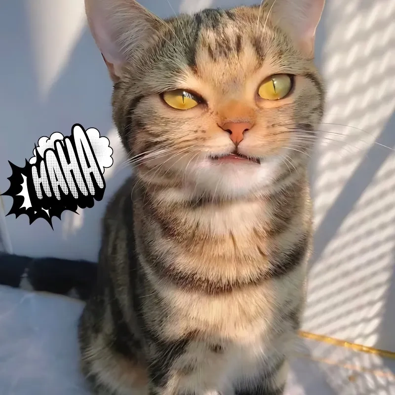Cười nghiêng ngả với meme mèo cười nhếch mép