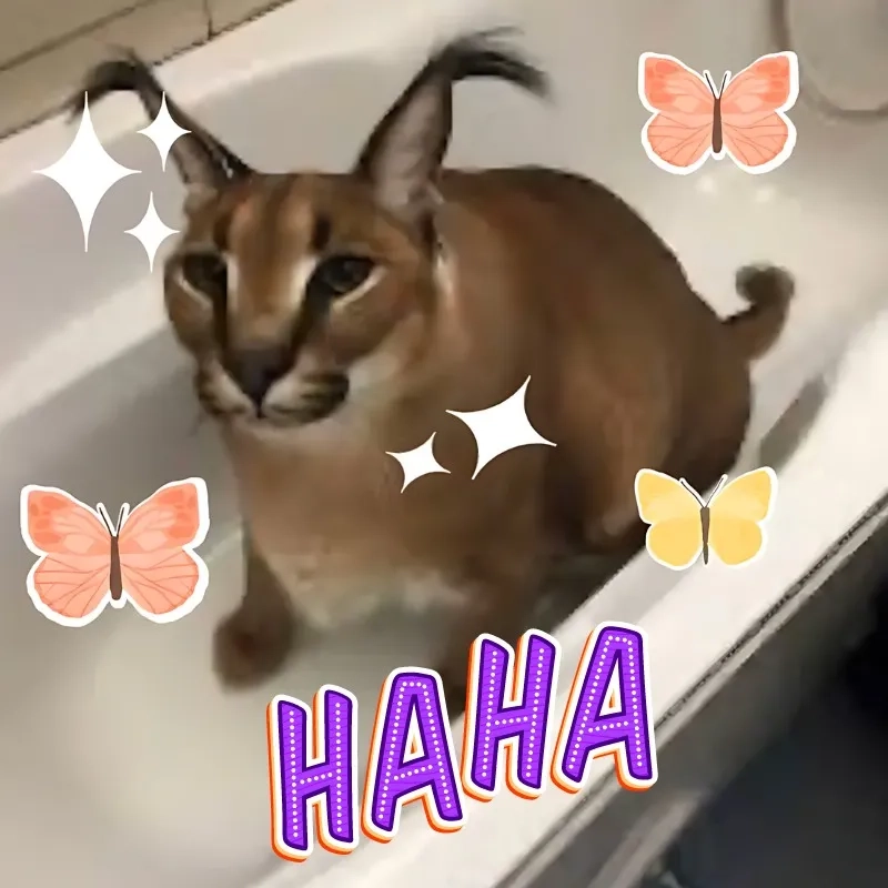 Chọn ngay mèo cười meme siêu hài hước